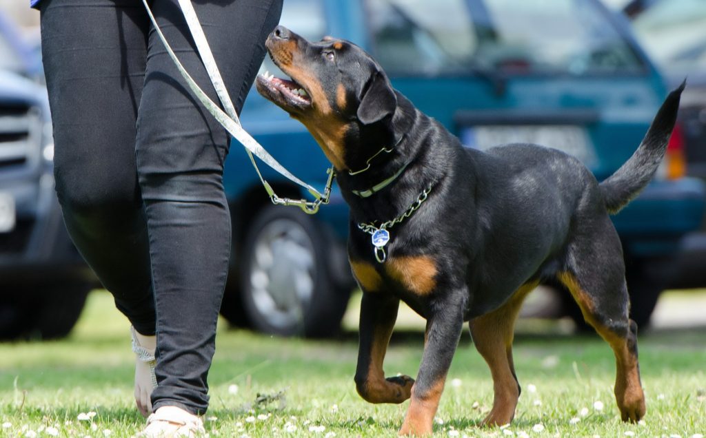 Dog Training Salem, Oregon | Help with Aggressive Dogs